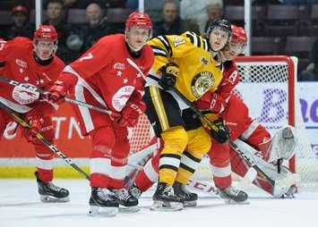 Sting vs Greyhounds Nov.24 / 19. Photo courtesy of Metcalfe Photography. 