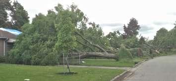 Trees toppled by an EF1 tornado in the Huron Heights neighbourhood  on May 21, 2022. Photo courtesy of the Northern Tornadoes Project. 