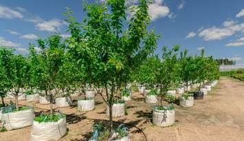 Young trees ready for planting (Image from sandipruel / iStock / Getty Images Plus via Getty Images)