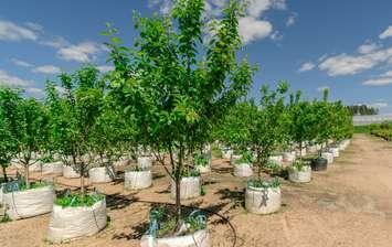 Young trees ready for planting (Image from sandipruel / iStock / Getty Images Plus via Getty Images)