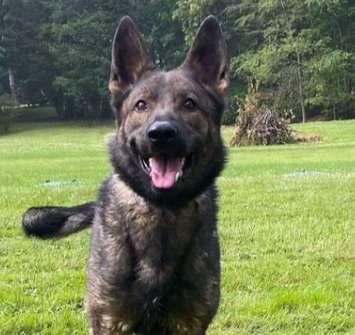 Woodstock police's newest canine officer. Photo provided by the Woodstock Police Service.
