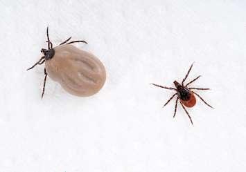 Blacklegged Ticks. (Photo courtesy of © Can Stock Photo / sarah2)