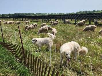 Sheep grazing at Enbridge’s Sarnia Solar Project are watched by two guard dogs - Aug 22/24 (Blackburn Media Photo by Josh Boyce)