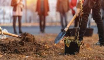 Planting new trees. (iStock / Getty Images Plus - Goami)
