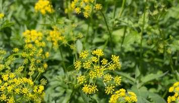 (Photo of Wild Parsnip courtesy of KathrynSK / Royalty-free / iStock / Getty Images Plus)