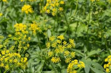(Photo of Wild Parsnip courtesy of KathrynSK / Royalty-free / iStock / Getty Images Plus)