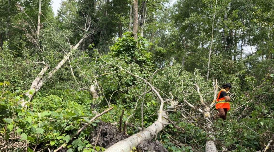 A person examining the damage from an EF0 tornado in Melancthon on June 22, 2024. Photo provided by the Northern Tornadoes Project.