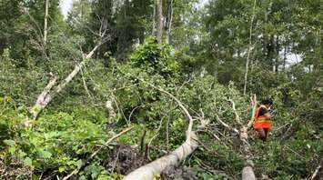 A person examining the damage from an EF0 tornado in Melancthon on June 22, 2024. Photo provided by the Northern Tornadoes Project.