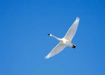 A tundra swan in flight (Photo Courtesy of Lambton Heritage Museum)