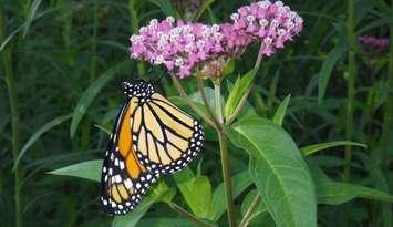 Monarch butterfly submitted by Shawn McKnight