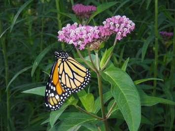 Monarch butterfly submitted by Shawn McKnight