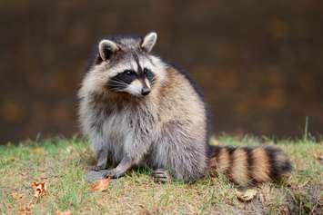 (File photo courtesy of © Can Stock Photo / rabbit75can)