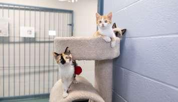 Kittens at an adoption centre (Photo provided by The Humane Society of Kitchener Waterloo & Stratford Perth)