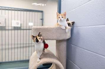 Kittens at an adoption centre (Photo provided by The Humane Society of Kitchener Waterloo & Stratford Perth)