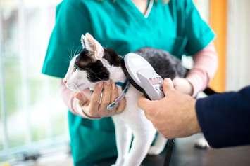 (Photo courtesy of Pet and Wildlife Rescue).
