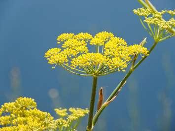 (Photo of wild parsnip courtesy of RobinOlimb / Royalty-free / iStock / Getty Images Plus)