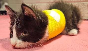 Penny, a six-week old kitten, was found severely hurt at the side of a road near Mitchell. Photo provided by Humane Society of Kitchener Waterloo and Stratford Perth
