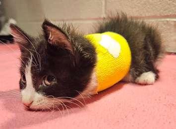Penny, a six-week old kitten, was found severely hurt at the side of a road near Mitchell. Photo provided by Humane Society of Kitchener Waterloo and Stratford Perth