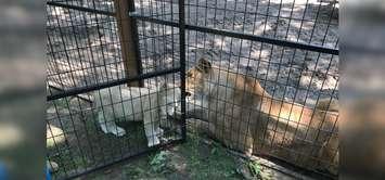 Lions at the Roaring Cat Retreat, the former site of the Pineridge Zoo near Grand Bend. BlackburnNews.com photo.