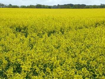 Canola field. (BlackburnMedia.ca image)