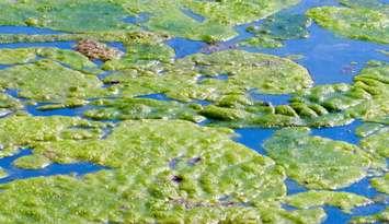 Blue-green algae. Photo from the Grand River Conservation Authority website.