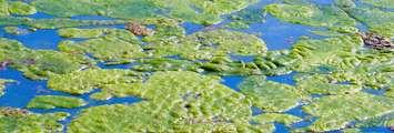 Blue-green algae. Photo from the Grand River Conservation Authority website.