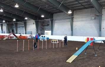 Dog Agility competition at the REACH centre in Clinton (photo by Bob Montgomery)
