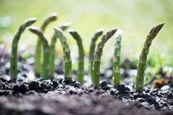 Young asparagus sprouts.(© Can Stock Photo / Smit)