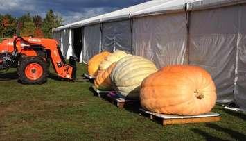 Giant pumpkins waiting to be weighed at Port Elgin Pumpkinfest(Photo by Jordan MacKinnon)