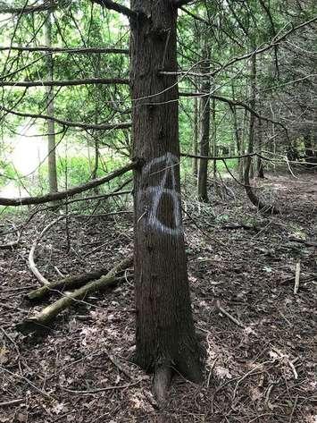 A tree that was "tagged" in Brockton. Photo courtesy of the OPP.