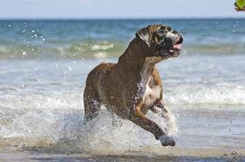 A boxer at the beach. (Photo courtesy of © Can Stock Photo/ColorShakti)