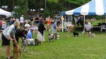 Contestants at the Grey Bruce Kennel and Obedience Club Dog Show in Owen Sound (photo by Kirk Scott) 