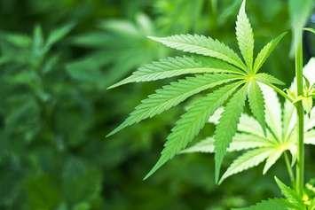 Cannabis plant. (Photo courtesy of Statistics Canada)