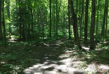 Grey County trail (BlackburnNews.com photo)