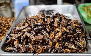 Roasted edible crickets. File photo courtesy of © Can Stock Photo / Komngui.