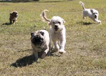 Dogs running at a park. © Can Stock Photo / dosecreative