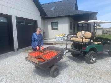 Tomatoes from Platinum Produce handed out in Shrewsbury (Photo via Come Together CK Facebook)