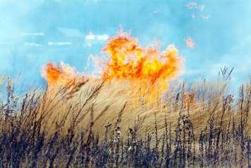 Dry Grass Field Fire Disaster - © Can Stock Photo Inc.  Rostislavv
