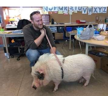 Andrew Somers with one of his pet pigs at North Perth Westfield Elementary School (Courtesy of Andrew Somers)