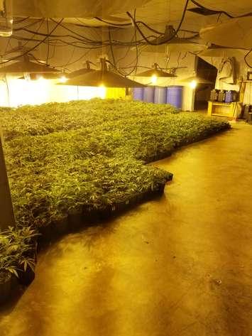 Some of the over 11,000 illegal cannabis plants seized by police in a major drug bust in Meaford. June 30th, 2021 (Photo courtesy of the Grey-Bruce OPP)