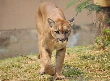 File photo of a cougar courtesy of © Can Stock Photo / MaZiKab