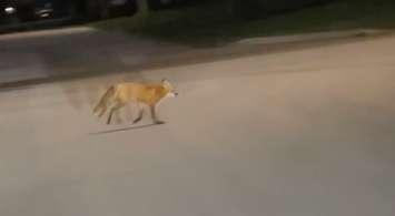 Fox chases pet cat in Walkerton. Photo by Tegan Garland