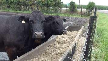 Beef Cattle on a Chatham-Kent farm. (File photo by Simon Crouch) 