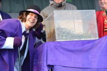 Wiarton Willie making his prediction in February, 2015.