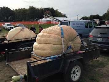 Pumpkins hauled in for Pumpkinfest 2015. (Photo courtesy of Craig Picton via Facebook)