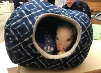 Timbit the pig (Photo by Town of Collingwood)
