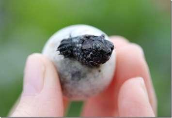 Turtle hatchling.  (Photo by Jory Mullen)