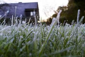 Frost on the grass. File photo courtesy of © Can Stock Photo / klaphat