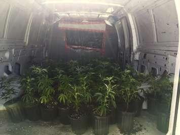 West Grey Police Service find close to 100 pot plants in a van during RIDE Check. Photo courtesy of West Grey Police. 