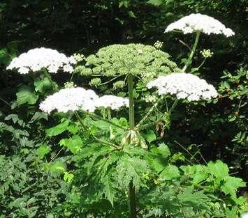 Giant Hogweed (Photo Submitted by Lower Thames Valley Conservation Authority)